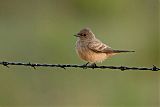 Say's Phoebe