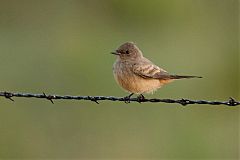 Say's Phoebe