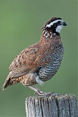 Northern Bobwhite