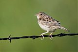 Grasshopper Sparrowborder=