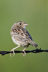 Grasshopper Sparrow