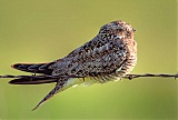 Common Nighthawk