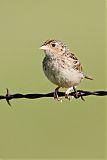 Grasshopper Sparrow