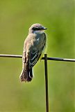 Western Kingbirdborder=