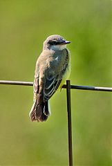 Western Kingbird