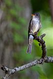 Eastern Wood-Pewee