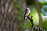 Eastern Wood-Pewee