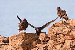 Turkey Vulture