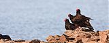 Turkey Vulture