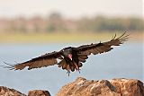 Turkey Vulture