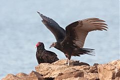 Turkey Vulture