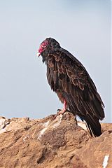 Turkey Vulture