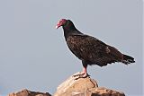 Turkey Vulture