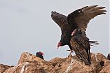 Turkey Vulture