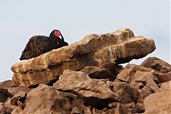 Turkey Vulture