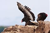 Turkey Vulture