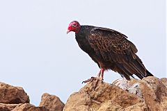 Turkey Vulture