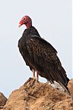 Turkey Vulture