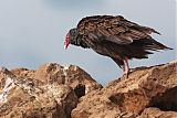 Turkey Vulture