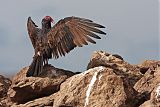 Turkey Vultureborder=