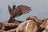 Turkey Vulture