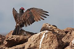 Turkey Vulture