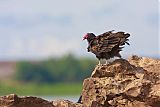 Turkey Vulture