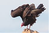 Turkey Vulture