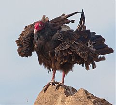 Turkey Vulture