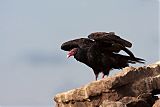 Turkey Vulture