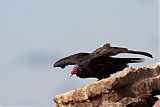 Turkey Vulture