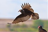 Turkey Vulture