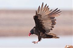 Turkey Vulture