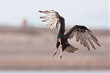 Turkey Vulture