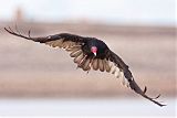 Turkey Vulture