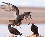 Turkey Vulture