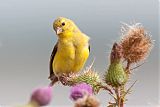 American Goldfinch