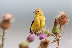 American Goldfinch