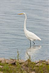 Great Egret