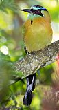 Blue-crowned Motmot