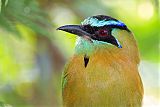 Blue-crowned Motmot