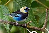 Golden-hooded Tanager