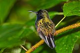 Black-bellied Hummingbird