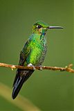 Green-crowned Brilliant