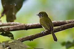 Eye-ringed Flatbill