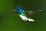 White-necked Jacobinborder=