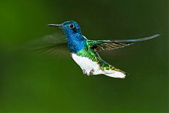 White-necked Jacobin