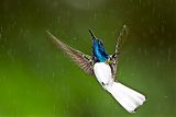 White-necked Jacobin