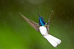 White-necked Jacobin