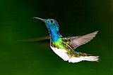 White-necked Jacobinborder=